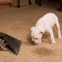 Pet Stain Removal Kingwood TX